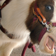 Illustration for article titled Saturday Night Social: Everyone Relax, Mini Horses Still Fly Free